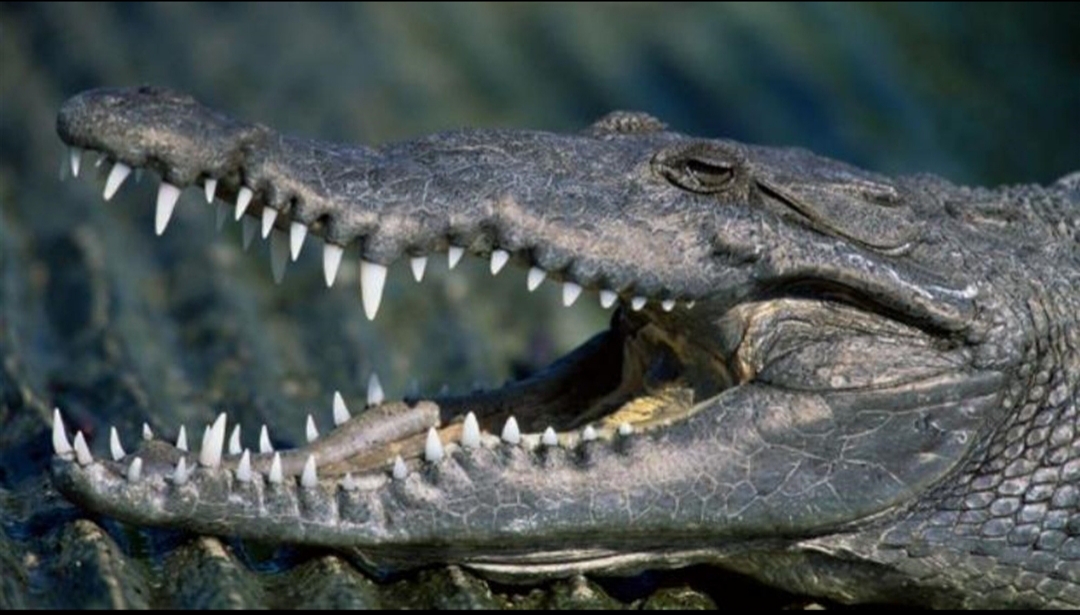 اكتشاف نوع جديد من التماسيح عاش قبل أكثر من 70 مليون سنة