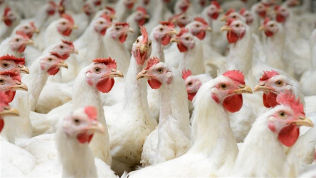 نقابة الدواجن: خفض الأسعار إلى المستويات المطلوبة هو قرار لإفلاس القطاع نقابة الدواجن: خفض الأسعار إلى المستويات المطلوبة هو قرار لإفلاس القطاع